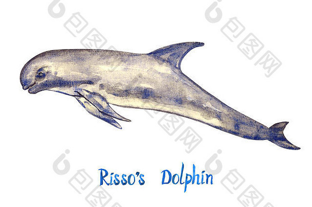risso海豚孤立的白色背景手画水彩插图手写的登记