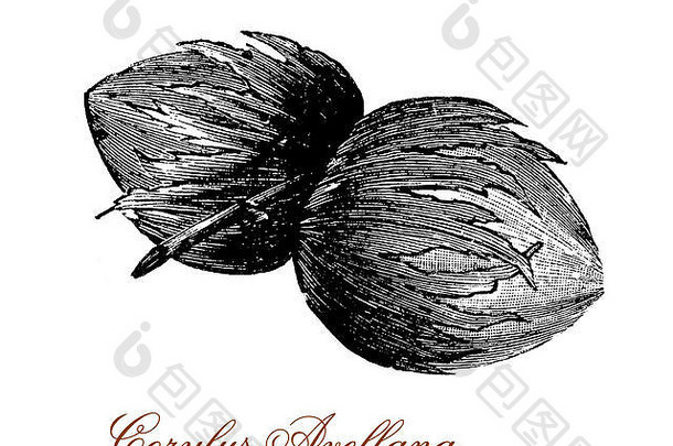 常见的黑兹尔灌木培养坚果榛子内核种子可食用的丰富的蛋白质生烤地面粘贴