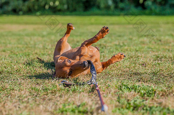 漂亮的香肠狗在草地上玩他的皮带
