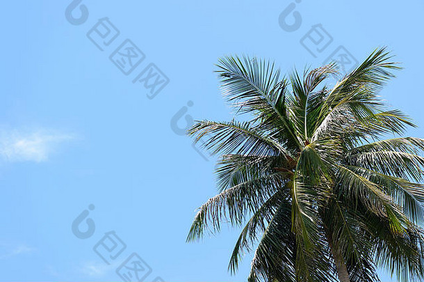 椰子树映着蓝天。热带背景