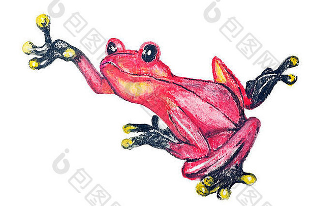 来自南美洲的红色毒箭蛙-白纸艺术背景上的手工水彩画插图