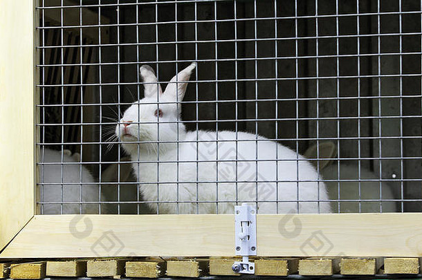 农场笼子里的白兔