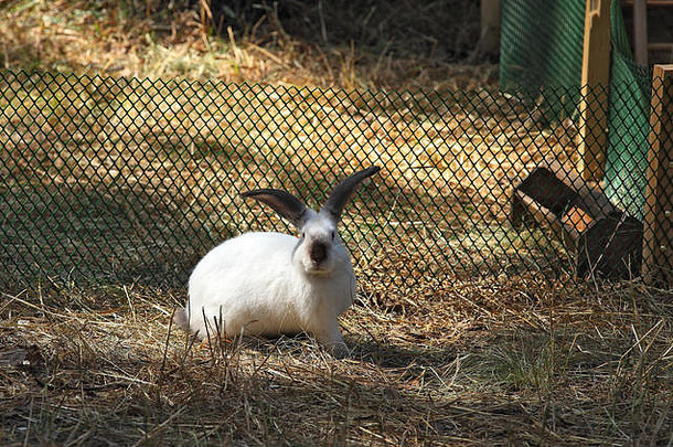 农场上的一只滑稽的白兔