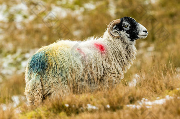 冬天的斯瓦莱代尔母羊。英国约克郡山谷的开阔荒地丘陵农业。斯瓦莱代尔羊是北约克常见的绵羊品种