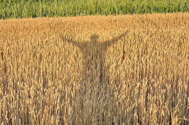 欣赏庄稼的剪影。一个人的影子，双手举在麦田上。