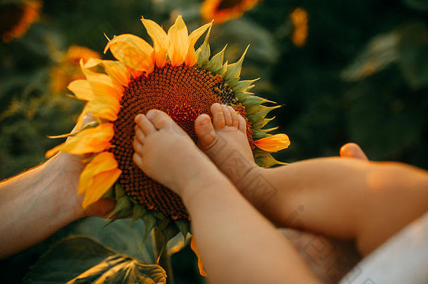 脚婴儿向日葵花序特写镜头