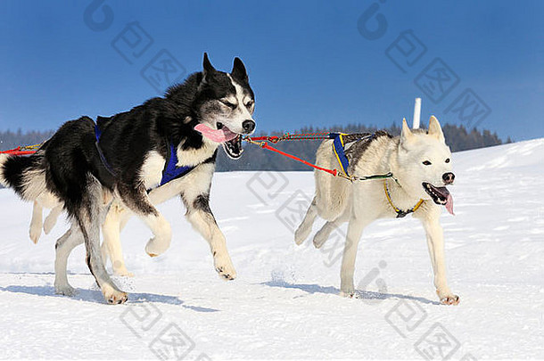 运动型狗团队运行雪