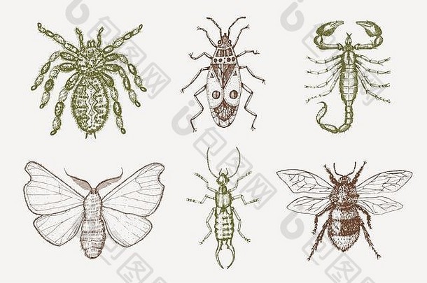 蝎子和蜘蛛。昆虫、虫子、甲虫和蜜蜂许多种类的古老手绘风格雕刻插图木刻。
