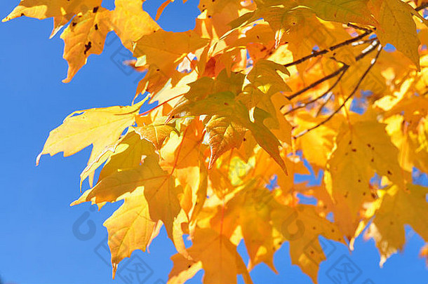 在深蓝晴朗的天空背景下，秋天凉爽清新的空气中，明亮的黄色枫叶
