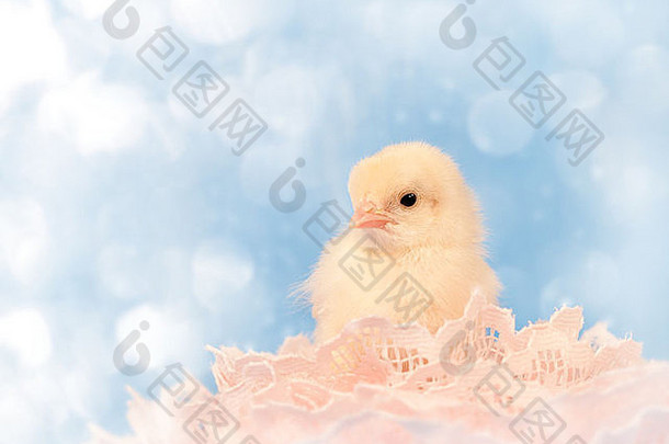 一只复活节小鸡躺在粉色花边上的梦幻影像，还有空间