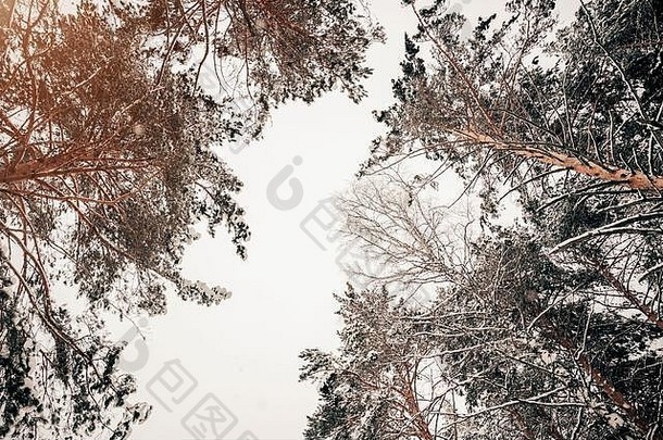 在冬天的森林里，美丽的树梢映衬着白色的天空