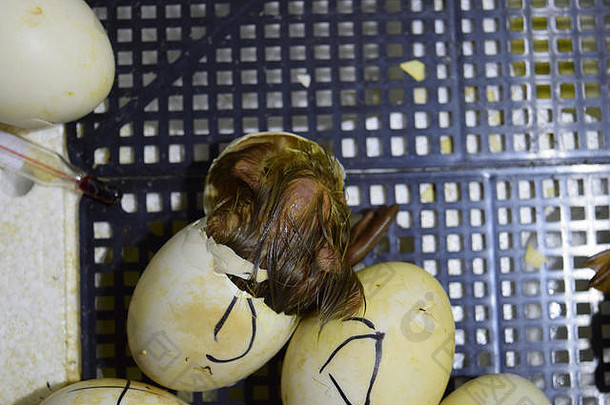 麝香鸭在孵化器中孵化小鸭的蛋。家禽养殖。