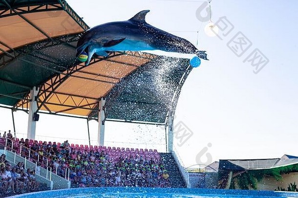 Бассеин с играющими дельфинами на воде