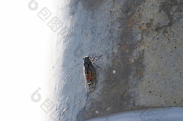 夏天，意大利中部的一只欧洲蝉在混凝土柱上休息。这是一种同翅目昆虫，翅膀上有11个明显的斑点