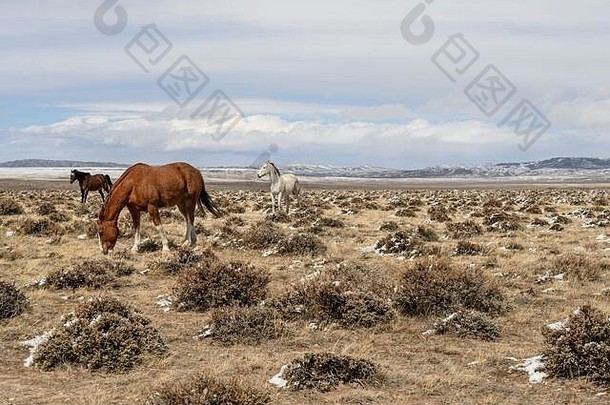 在怀俄明州开阔的<strong>山艾树</strong>草原上吃草的野马。