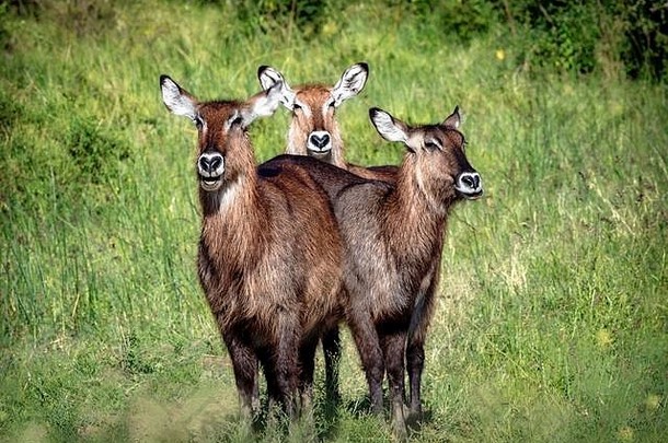 可爱的非洲大羚羊羚羊心形的鼻子肯尼亚非洲场