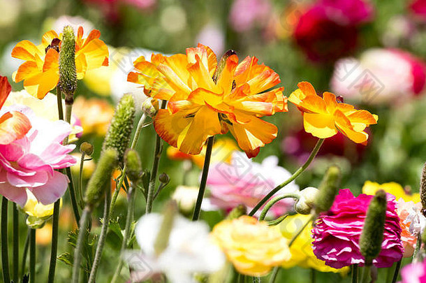一种橙色和黄色的毛茛花，以五颜六色的花蕾和绿色植物为背景。