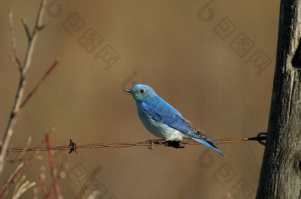 加拿大阿尔伯塔省北美洲山蓝鸟的鸟类
