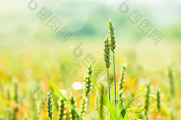 麦田里的小麦，背景是博克人