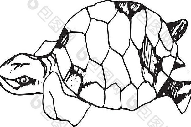 一只聪明的乌龟的插图。极简主义风格的乌龟。