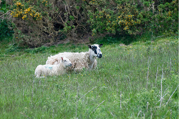 母羊和小羊在草地上。