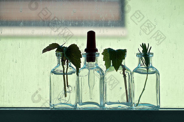 窗台上排列着四个科学滴眼瓶，瓶内有植物插枝。