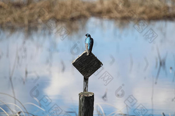 一只蓝树燕子坐在一根木头柱子上，后面有水