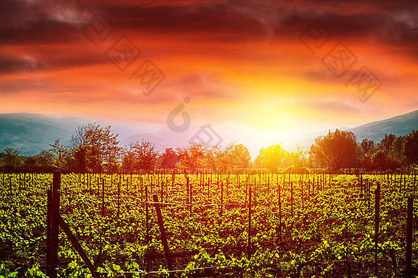 葡萄谷在明亮的橙色夕阳下，农业景观，秋季自然，葡萄园，葡萄产业，葡萄栽培