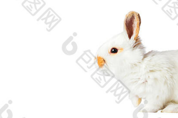 白色复活节兔子孤立的白色背景