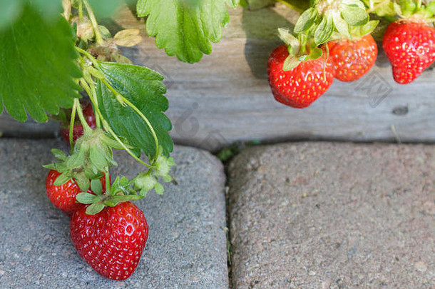 几个多汁的有机草莓在人行道上的藤蔓上成熟，可以食用。