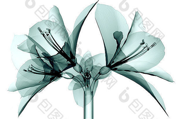 röntgen拍摄的一张花被隔离在白色的石蒜花上