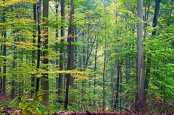 混合森林山毛榉鹅耳枥橡木有雾的一天秋天萨尔州德国缝