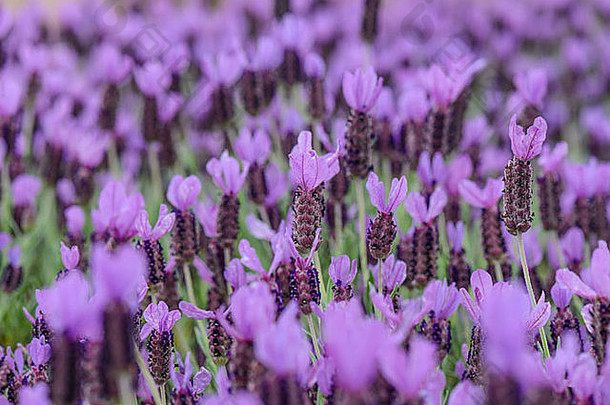 紫色西班牙薰衣草