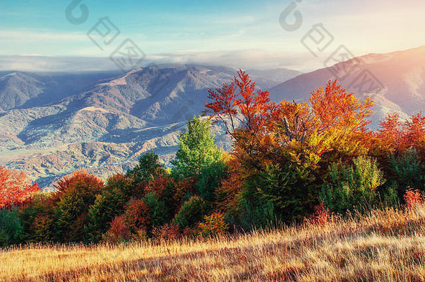 秋天，阳光明媚的午后是森林。喀尔巴阡山脉。乌卡拉