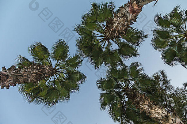 上衣棕榈树拍摄蓝色的天空底视图