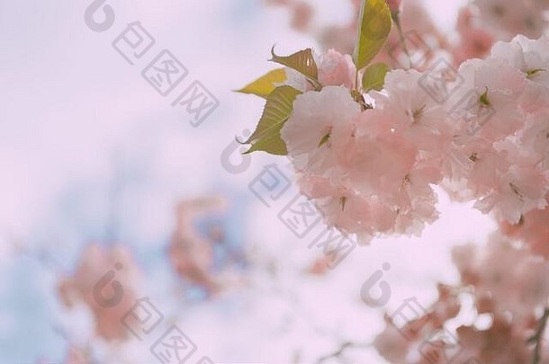 粉红樱花特写；花背景