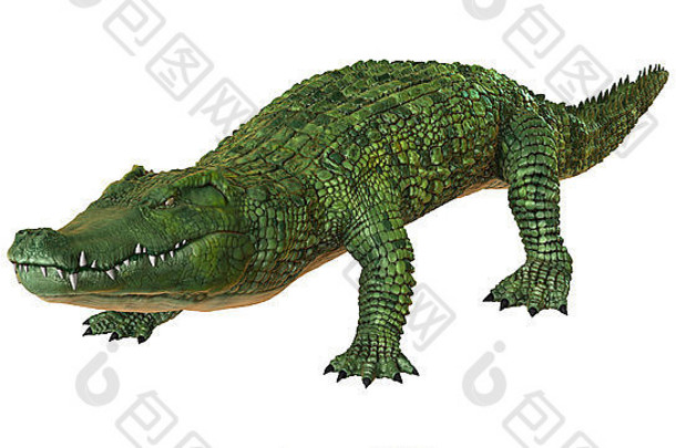 隔离在白色背景上的绿色鳄鱼的3D数字渲染