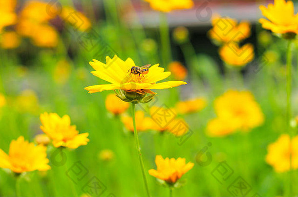 蜜蜂在绿色田野的黄色雏菊上采集花蜜