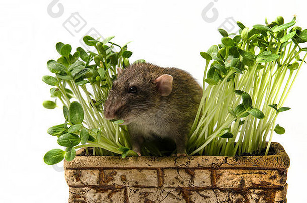 老鼠年轻的豆芽西瓜粘土能白色背景