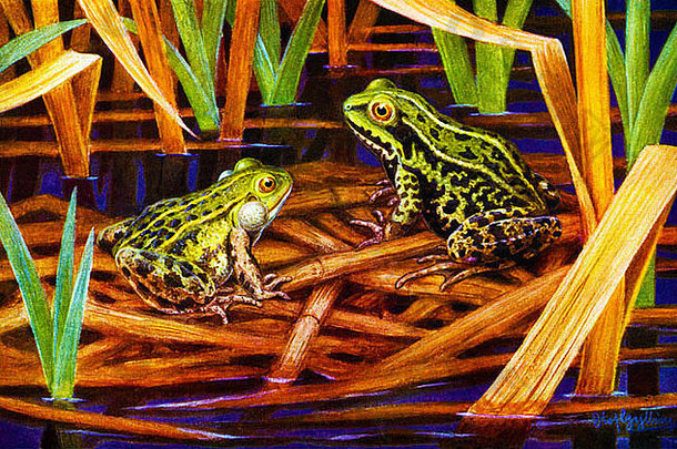 食用蛙，Pelophylax kl esculentus
