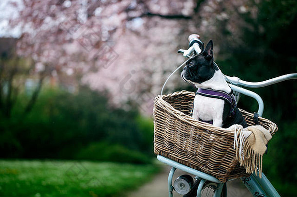 春天，步行和骑自行车带着波士顿梗去公园