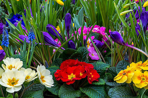 一个由报春花、水仙花、番红花和葡萄风信子组成的五彩缤纷的花园。