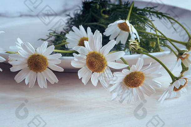 白色药用洋甘菊的花和叶在民间和官方医药中用作草药。
