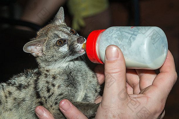 婴儿吉奈猫用人从奶瓶里取牛奶