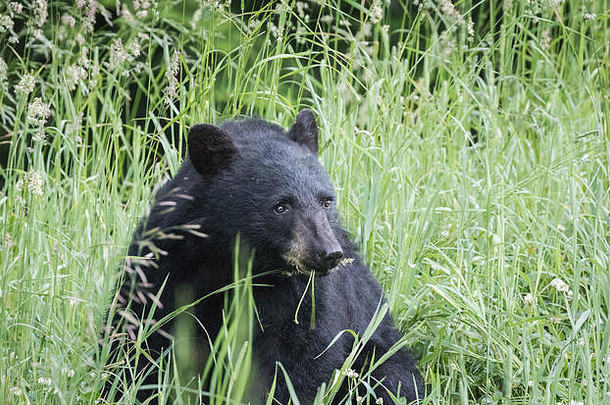 一只年轻的黑熊正在吃草当早餐。