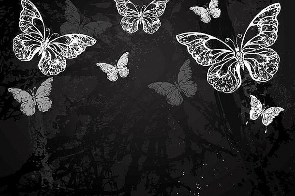 蝴蝶在黑色黑板上画白色粉笔。蝴蝶图案。用粉笔画画。蝴蝶形态。