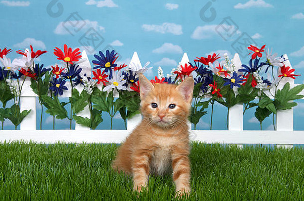 橙色姜黄色的斑猫坐在后院的绿色草地上，白色的栅栏，红白蓝相间的花朵，天空背景是云。