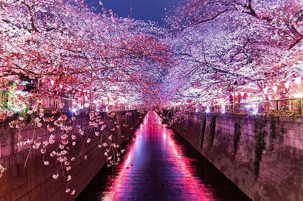 樱花松里在东京美姑罗河