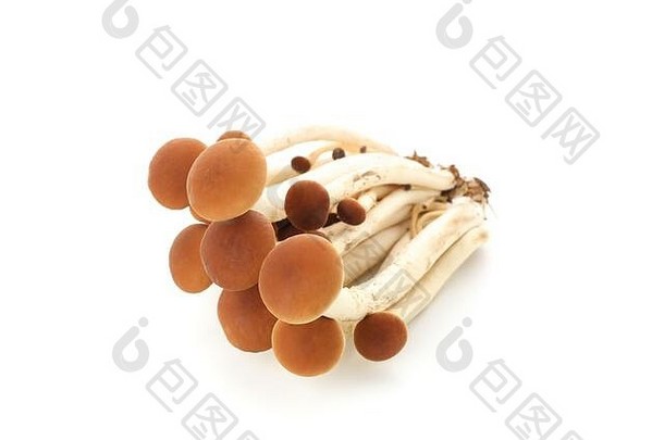 白色背景上分离的蜂蜜木耳蘑菇