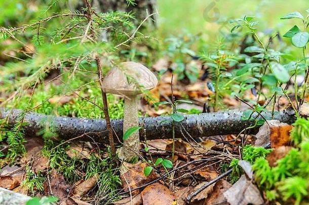 在苔藓秋天的森林背景下，有棕色帽子的可食用小蘑菇。自然环境中的真菌。大蘑菇宏观特写。鼓舞人心的自然<strong>夏秋</strong>景观